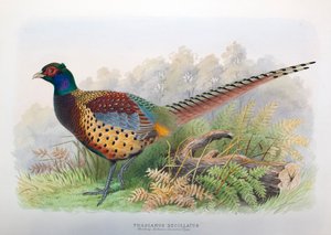 Phasianus halshugget, 1906-7